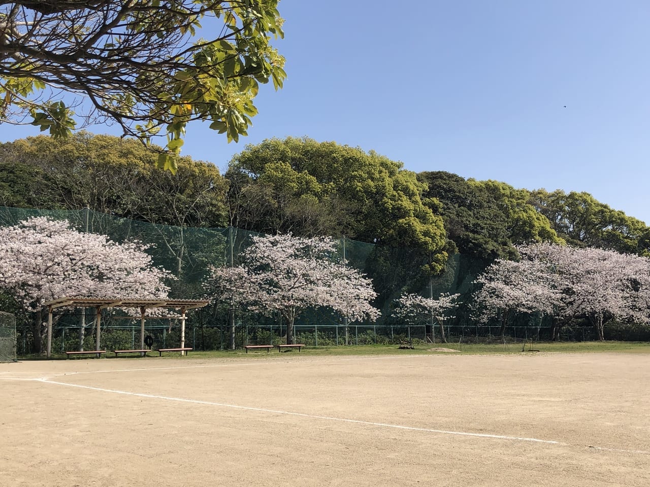 東浜公園球場桜