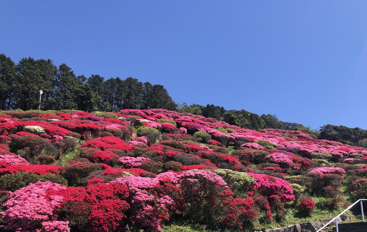 長串山つつじ